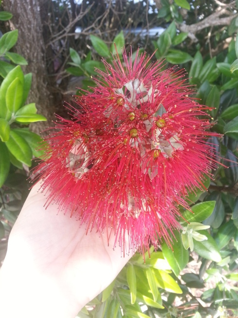 Pohutukawa flower held in my hand for scale