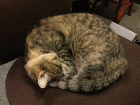 I'm still feeling guilty about the lack of photos, so here is Minerva being adorable. This is the chair in my sewing room she likes to sleep in while I work. 