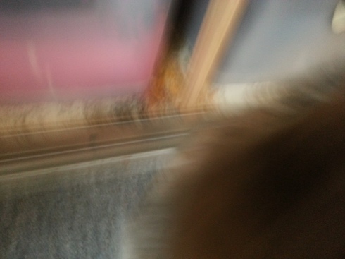 This is what happens when you attempt to take a photo just as your cat headbutts you for attention. 